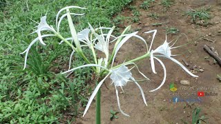 Azucena de agua Lirio araña Lirio de las costas 𝑯𝒚𝒎𝒆𝒏𝒐𝒄𝒂𝒍𝒍𝒊𝒔 𝒍𝒊𝒕𝒕𝒐𝒓𝒂𝒍𝒊𝒔 flores plantas [upl. by Reld]