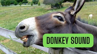 Donkey sound  what sound does a donkey make [upl. by Gilburt993]