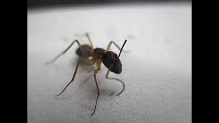 Camponotus Maculatus Median Preparation Timelapse shorts [upl. by Wehttam52]