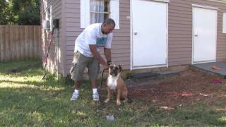 Dog Training amp Canine Health  How to Train a Dog to Sniff Out [upl. by Nodrog177]