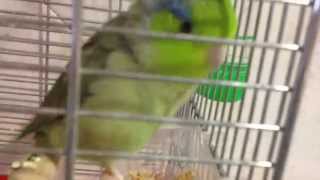 Forpus hablando Chiqui forpus papillero Celestial parrotlet talking [upl. by Komsa]