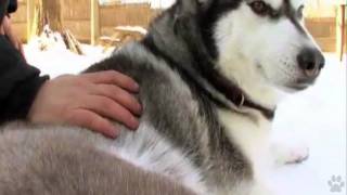 Dogs 101  Siberian Husky [upl. by Nyladnewg]