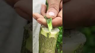 You Wont Believe How Easy Grafting Can Be with This Technique [upl. by Lanahtan]