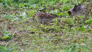 0610024 Emberiza pusilla  Hel [upl. by Hildegard]