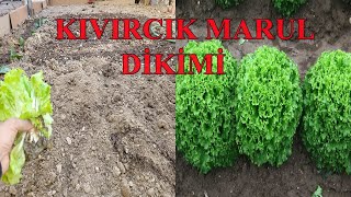 KIVIRCIK MARUL DİKİMİ HAKKINDA HERŞEY [upl. by Asila]