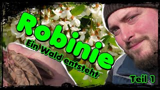 🌳 Ein Wald entsteht 🌳 Robinie vom Kern zum Baum 🌱 Teil1 [upl. by Imoyaba]