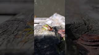 Shield bug on a bridge Sankey canal [upl. by Ehr800]