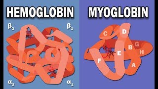 HEMOGLOBIN AND MYOGLOBIN BIOCHEMISTRY [upl. by Itak]