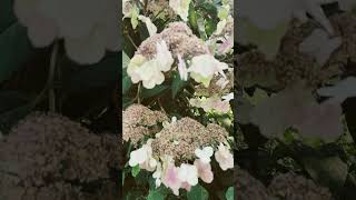 Hydrangea Aspera Sargentiana In the Garden [upl. by Louanna]