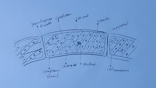 How To Draw Diagram of a Spirogyra [upl. by Ariana]