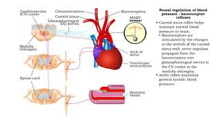 Neural regulation of blood pressure  baroreceptor and chemoreceptor reflexes [upl. by Kered]