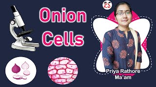 पूरा Zoom करके🧐  Onion Cell  Biology Practical by Microscope [upl. by Stead]