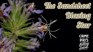 The Sandsheet Blazing Star [upl. by Aelanej303]