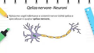 Klasa 8  Biologji  Sistemi Nervor  hyrje [upl. by Adnar]