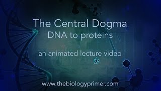 The Central Dogma DNA to proteins an animated lecture video [upl. by Rodney]