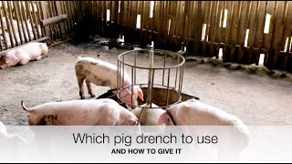 Which pig drench to use  Sez the Vet [upl. by Ynnelg]