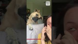 Funny dog gets pranked with his favorite words [upl. by Enyamart]