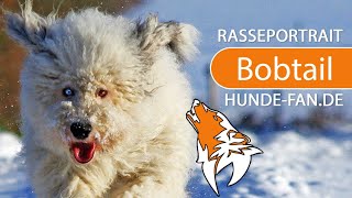 ► Bobtail  Old English Sheepdog 2021 Rasse Aussehen amp Charakter [upl. by Gussi]