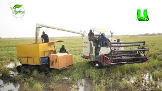 AYEKOO LARGESCALE RICE FARM OF HON MINTAH AKANDOR MP FOR JUABOSO [upl. by Yelekalb541]