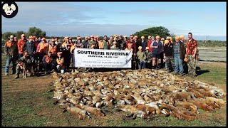 How Australian Farmers Deal With Thousands Of Invasive Foxes [upl. by Attezi17]