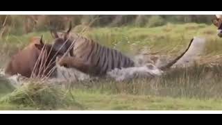 Tiger Attack on Indian Gaur  Tadoba National Park  Tiger  Tiger Vs Bison or Indian Gaur [upl. by Dlawso130]