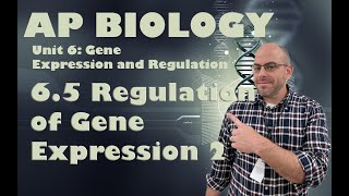 AP Biology  Unit 6  65  Regulation of Gene Expression 2 [upl. by Atiuqrehs610]