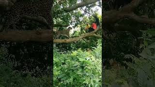 Leopard attack three Man😨😱😡💀 animalfacts dogbreed leopard shorts [upl. by Assen966]