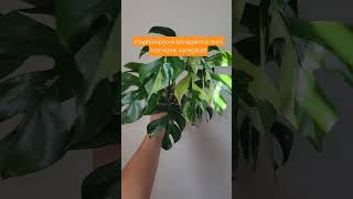 rhaphidophoratetrasperma mini monstera variegated minimonsteravariegated rareplants [upl. by Littell]