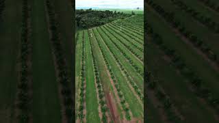 DRONE NA LARANJA irrigação droneiro pivocentral agro [upl. by Eisenberg]