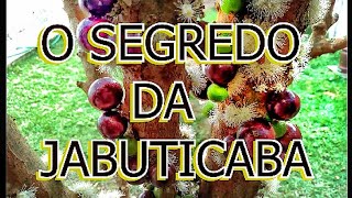 COMO FAZER A JABOTICABEIRA PRODUZIR MAIS  ADUBO PARA JABUTICABA  VÍDEO 1 [upl. by Hanoj]