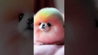 Pomeranian baby Pomeranian good morning all friends [upl. by Nahtnamas]