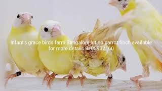 Lutino Parrot finch available [upl. by Finlay504]