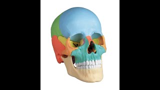 skull anatomy [upl. by Bjork]