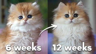 How CUTE 😍 Garfiellia the British Longhair kitten grows up 🦁 [upl. by Inesita]