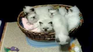 Kendalian Birmans Kittens at 5 weeks old [upl. by Sharon685]