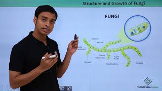 Class 11th – Fungi  Structure and growth  Biological Classification  Tutorials Point [upl. by Anitnegra]