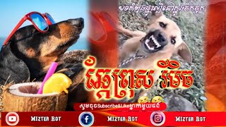 🔴បទថ្មី ឆ្កែព្រុស rEmix 2024 by Mizter Rot in Cambodia 🇰🇭 nEw Song for Steav dance Of TikTok Khmer [upl. by Sansone989]