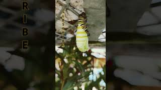 Monarch Butterfly Cocooning Process [upl. by Ahtennek304]