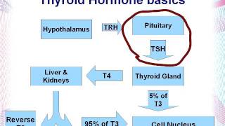 Interpreting Thyroid labs part 1Low TSH Saul Marcus Naturopathic Doctor [upl. by Ecirtac114]