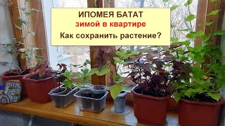 Ипомея батат зимой Как сохранить растение Какие необходимы условия для зимовки в квартире [upl. by Kraska]