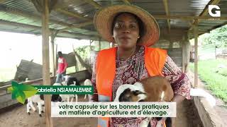 AgriAstuces élevage de moutons [upl. by Marja]