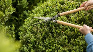 Beginning Cloud Pruning Boxwood [upl. by Eckmann]