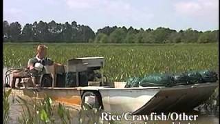 Crawfish Aquaculture in the South [upl. by Sabina]