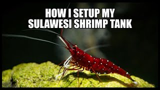 Setup Sulawesi shrimp Tank [upl. by Enoryt887]