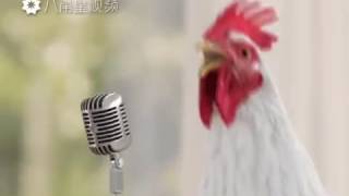 Funny chicken songs [upl. by Denoting515]