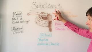 Subclavius Muscle Anatomy [upl. by Lizbeth]