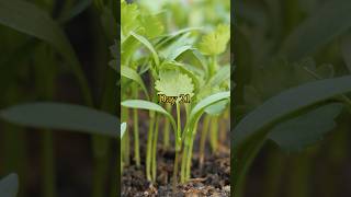 Growing Coriander from Seed to Harvest Cilantro [upl. by Twitt578]