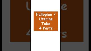 Fallopian tube 4 parts anatomy biology Uterine tube 4 parts [upl. by Angid369]