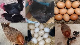 8Chicks of Austrolop Hen Cross Chicken came out  Full video from laying eggs to Hatching Chicks [upl. by Tillie287]