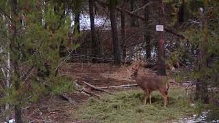 Saskatchewan Whitetail Deer [upl. by Walt]